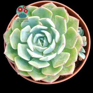 Echeveria  Secunda glauca con hijuelo