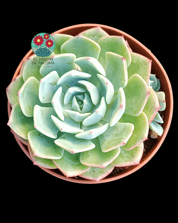 Echeveria  Secunda glauca con hijuelo
