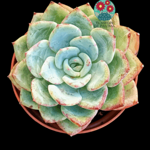 Echeveria Salmon