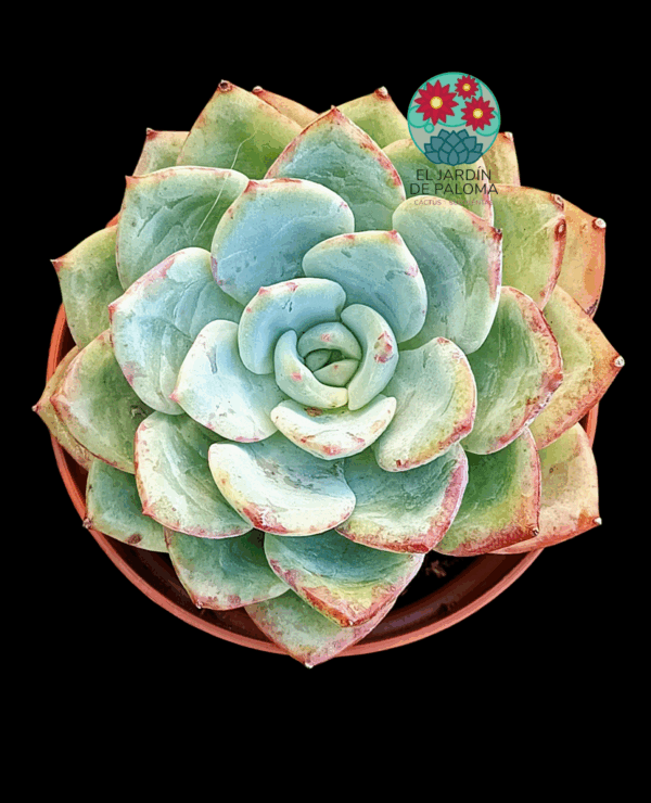 Echeveria Salmon