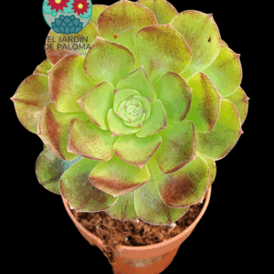 Aeonium "Black evil"