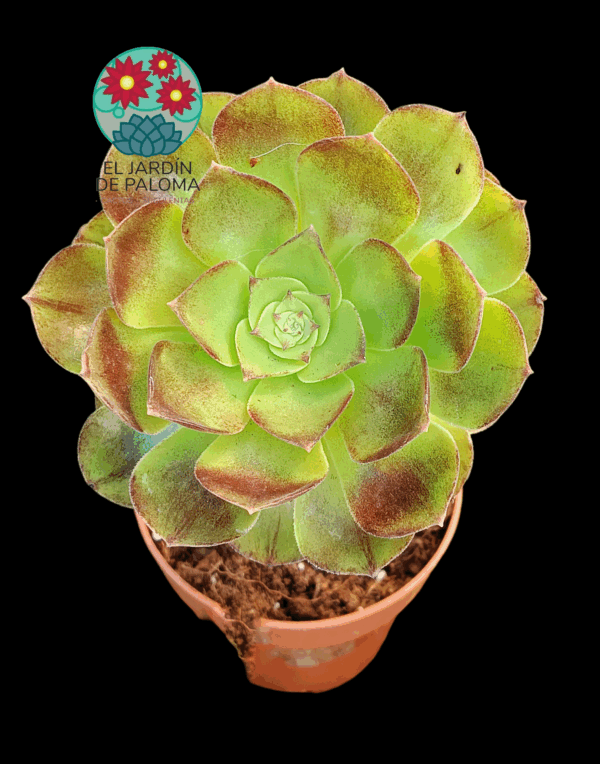 Aeonium "Black evil"