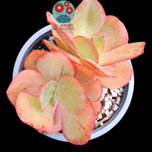 Echeveria Suyon doble roseta