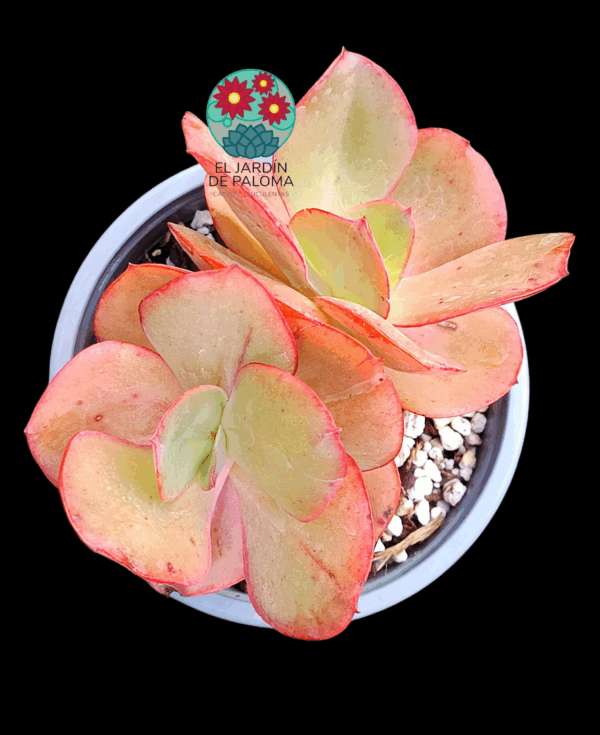 Echeveria Suyon doble roseta