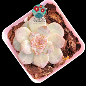 Echeveria Pumpkin (importación)