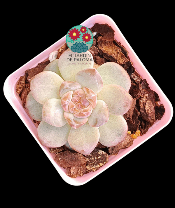 Echeveria Pumpkin (importación)