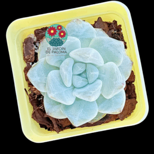 Echeveria Macchiato (importación)