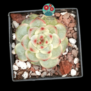 Echeveria Dahila (importación, maceta pequeña)