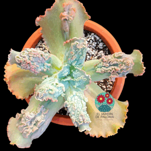 Echeveria Virginia Lee (tamaño muy grande)