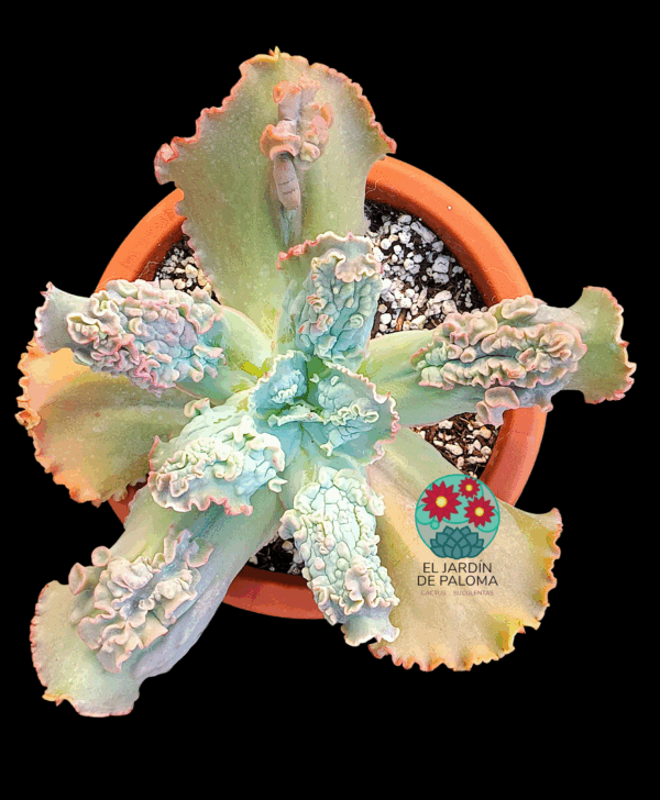 Echeveria Virginia Lee (tamaño muy grande)