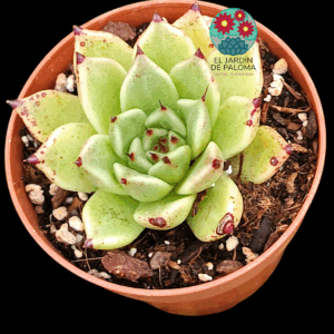 Echeveria "Ebony x cuspidata"