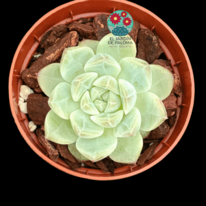Echeveria "Well moon" (importación)