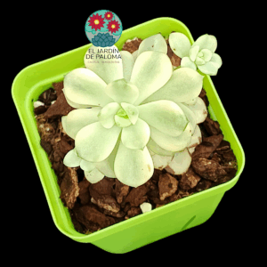 Echeveria Tango variegata (importación)