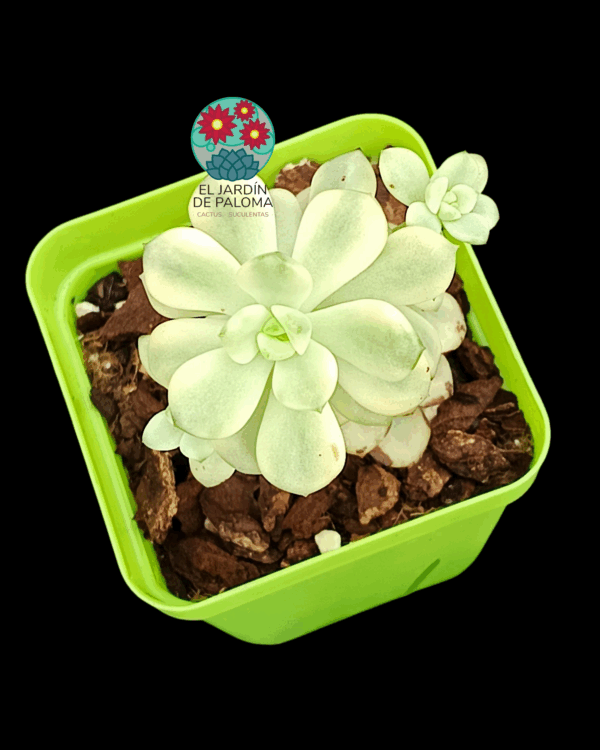 Echeveria Tango variegata (importación)