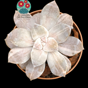 Graptopelatum "Silverbum" variegata (importación)