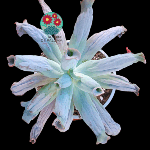 Echeveria Culibra (maceta grande)