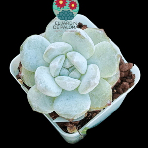Echeveria Cappucino (importación)