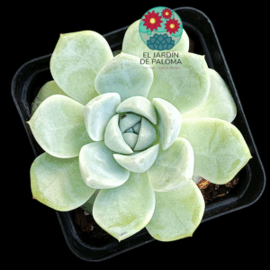 Echeveria "Alba beauty" hibrida (importación)