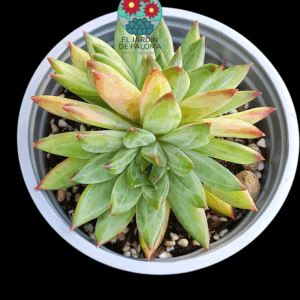 Pachyphytum Comanche (maceta grande)