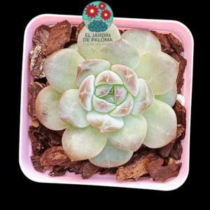Echeveria Pumpkin (importación)
