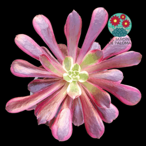 Aeonium Eden variegata con hijuelos (es grande)
