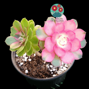 Aeonium Quingcheng variegata cluster (Love in fallen, importación)