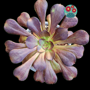 Aeonium Chanel x Bing bang variegata con hijuelo  (importación)