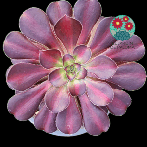 Aeonium Chanel middle variegata (importación)