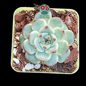 Echeveria Dahila (importación)