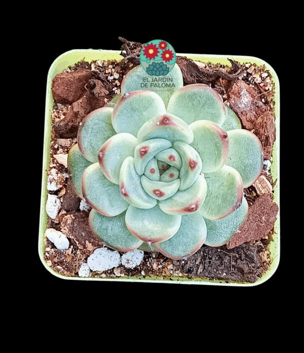Echeveria Dahila (importación)