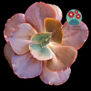 Echeveria Medallion (muy  grande)