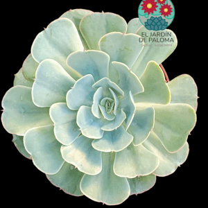 Echeveria Love's light (maceta grande)