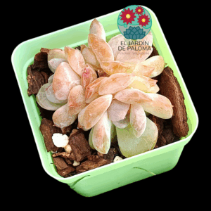 Echeveria "Starmark" (importación, unidades no exactas)