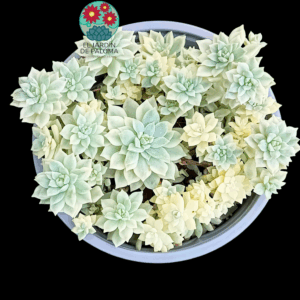 Echeveria Prolifica variegata (maceta grande)