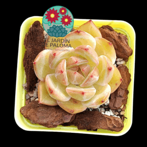 Echeveria Queen orange (importación)