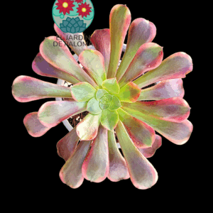 Aeonium Super bang variegata (es grande)