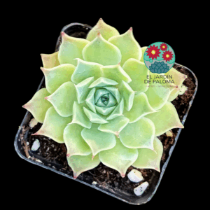 Echeveria Hyalina "Victoria guanajuato" híbrido