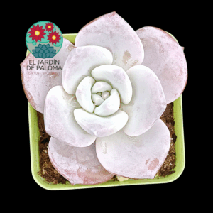 Echeveria Sakura snow (importación)