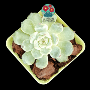 Echeveria White fatty (importación, maceta pequeña)