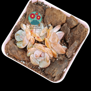 Echeveria "Starmark" (importación, unidades no exactas)