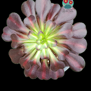 Aeonium Chanel middle variegata (importación)