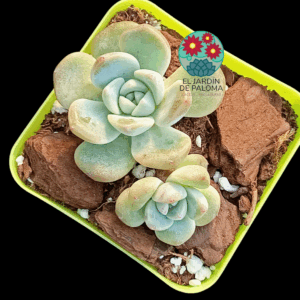 Echeveria Evening snow (importación)