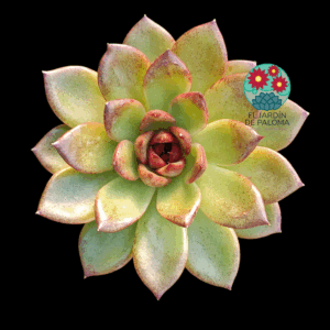 Echeveria "Chocolate mousse"