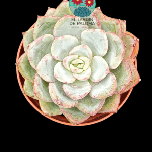 Echeveria Salmon