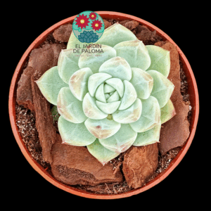 Echeveria "Well moon" (importación)
