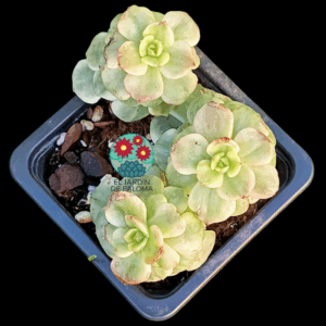 Sedeveria Rolly variegata bouquet