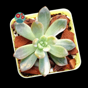 Pachyveria Paradoxa variegata (importación)