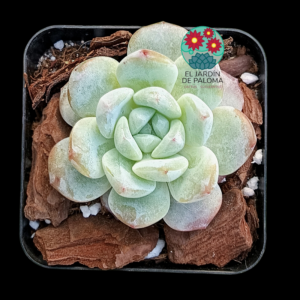 Echeveria Cappucino (importación)