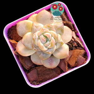 Echeveria Pumpkin (importación)