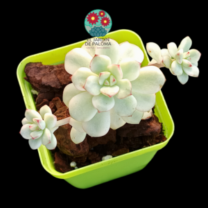 Echeveria Tencho variegata (importación)